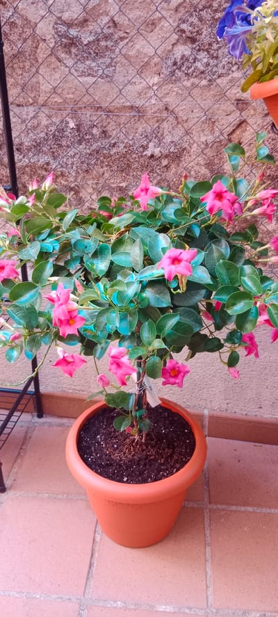 The image shows a potted pink dipladenia plant with lush green leaves and numerous flowers. The plant is in an orange plastic pot filled with dark soil. It is situated outdoors on a tiled patio, with a rough, textured stone wall and a wire mesh fence in the background. A black metal shelving unit is partially visible to the left of the plant. In the upper right corner, a portion of another potted plant with blue flowers is visible. The lighting suggests it is daytime, likely outdoors. The scene appears to be a peaceful domestic setting, possibly a balcony or patio in Galapagar, Spain. There is no visible text in the image.