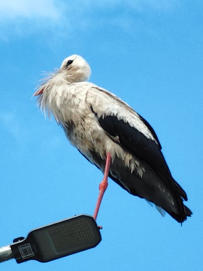 A low-angle, full-body shot captures a stork perched on a streetlamp against a clear blue sky in Arkhangel'skoe (Sp Veselevskoe), Russia. The stork, primarily white with black accents on its wings and tail, stands on one long, slender red leg, the other tucked close to its body. Its head is turned, revealing a dark eye and a tuft of white downy feathers around its neck. The streetlamp, a modern design with a dark rectangular light fixture, is positioned in the lower-left quadrant of the frame. The background consists solely of an unblemished, bright blue sky.