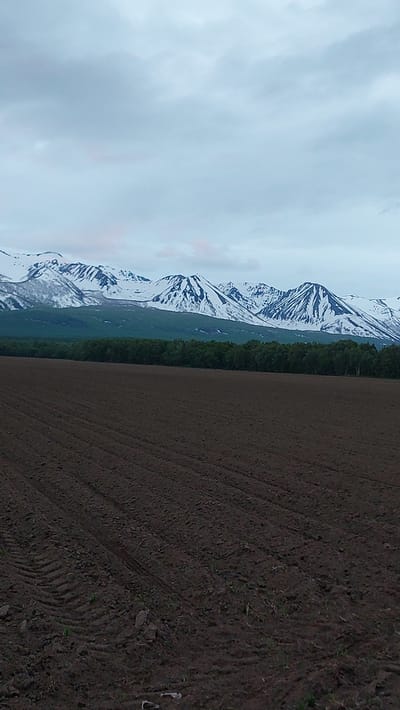 The image shows a wide, brown, plowed field in the foreground. The soil has visible tire tracks from a vehicle. In the middle ground, a dense line of dark green trees forms a forest. Beyond the trees, a range of majestic, snow-capped mountains stretches across the horizon, their peaks sharply defined against a cloudy, pale blue sky. The overall scene depicts a rural landscape under an overcast sky. The image is likely a photograph taken in the city of Lesnoi, Russia, given the prompt's context.