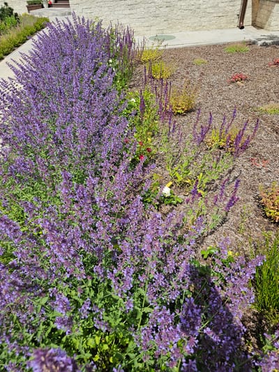 The image shows a lush garden bed filled with blooming catmint (Nepeta) in various shades of purple and lavender. The catmint is densely planted and forms a substantial, full mound of flowers. Behind the catmint, there are several other plants, including taller spikes of purple flowers, possibly salvia, and some lower-growing plants with yellow and green foliage. The garden bed is mulched with wood chips, and a stone pathway runs alongside it. In the background, a light-colored brick building with a brown downspout is visible. The scene appears to be an outdoor urban or suburban garden in Березка Снт (красногорский Р-н), Russia, likely during a warm, sunny day.