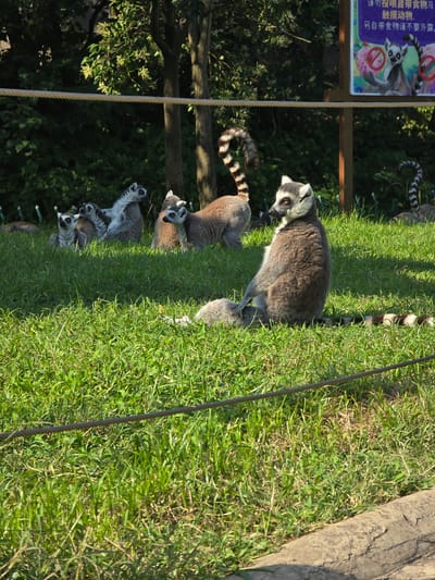 The image depicts a group of ring-tailed lemurs in an outdoor enclosure. The lemurs are predominantly grey with characteristic black and white ringed tails. Several are visible in the grassy foreground and midground, with one larger lemur sitting upright, facing left. Other lemurs are seen in the background, some lying down or interacting. The environment appears to be a zoo or wildlife park, with lush green grass and trees in the background. A rope barrier runs across the midground of the image, and a sign with Chinese text and illustrations of lemurs is partially visible in the upper right corner. The lighting suggests it is daytime, with sunlight casting shadows. The specific location in Fuyang, China is not evident from the image itself, but the presence of the sign with Chinese characters indicates it is within China.