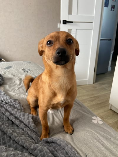 A medium-sized, brown dog with a black nose is sitting on a gray bed with a flower pattern. A gray textured blanket is partially covering the bed. In the background, there is a white door and light-colored wood flooring. Part of a silver refrigerator is visible. It is not possible to determine the location in the city of Дядьково, Russia, based on this image.