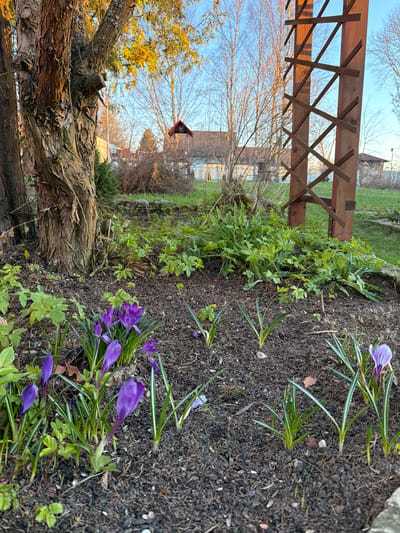 The image shows a garden in Shibanikha, Russia. Purple crocuses are in bloom in a flowerbed. A wooden trellis stands along the edge of the garden. A bare tree and evergreen shrub are behind the flowerbed. A house is visible in the background. The sun is low in the sky, casting long shadows.