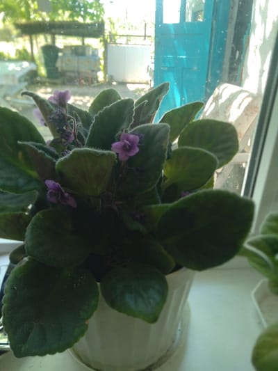 A vibrant African violet plant is depicted in a close-up, slightly elevated shot, positioned indoors near a window. The plant features numerous dark green, velvety leaves, characteristic of its species, and several small purple flowers. Some flowers are fully bloomed, while others appear to be either buds or past their prime. The plant rests in a simple, white pot visible on the right side of the frame.
Through the window on the left, bright daylight streams in, creating strong reflections and glare on the glass. The exterior view is softly blurred but reveals a distinctive blue-painted wooden window frame. Beyond the immediate window frame, a lush, green outdoor environment is visible, suggesting trees or bushes, along with some indistinct structural elements in the background. A light-colored curtain or sheer fabric can be partially seen near the top edge of the window.
The scene conveys a peaceful, domestic atmosphere, likely set during a sunny daytime. No people or specific activities are taking place. There is no discernible text visible within the image. This tranquil setting is located in Журавское сельское поселение, Ukraine.