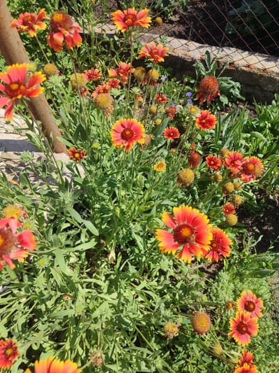 This is a close-up, high-angle shot of a garden bed filled with blooming Blanket Flowers, native to North America. The flowers are predominantly orange and yellow, with some appearing red. They are clustered together, with many in full bloom and others in various stages of budding or wilting. The leaves are green and elongated, creating a dense ground cover. In the background, a rustic wire fence runs along a raised concrete border, suggesting a backyard or allotment garden. The lighting indicates it is daytime, likely sunny, with clear shadows. The scene is vibrant and full of life, typical of a summer garden in Novosamarka, Ukraine. There is no visible text in the image.