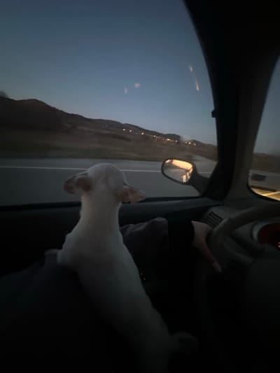 The scene is observed from inside a vehicle, facing forward at dusk or early night in Sotirya, Bulgaria. A small, white-furred dog, its back to the viewer, is positioned upright in the lower-left to mid-left frame, looking out the windshield. The dog has prominent, erect ears. To the right, a human's right hand, with light-colored, painted fingernails, is visible on the steering wheel, indicating a driver. The vehicle's dashboard, steering wheel, and a passenger-side mirror reflecting the twilight sky are visible. Outside the vehicle, a wide, paved road or highway extends into the distance. Beyond the road, dark hills or mountains rise under a deep blue-grey sky. A line of distant artificial lights, indicative of a settlement or streetlights, is visible along the base of the hills on the horizon.