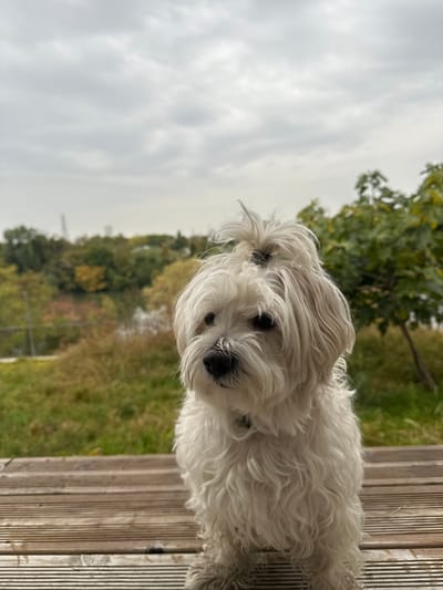 A small, white, long-haired dog, likely a Maltese, is seated upright on a light-colored wooden deck, centered in the frame. The dog features a prominent dark topknot and exhibits a small amount of dark debris on its muzzle and chin. Its gaze is directed slightly to the viewer's right. The immediate background behind the deck consists of green and yellowish-brown grassy terrain. Beyond this, a body of water, identified as the River Seine, is visible, reflecting the overcast grey sky. The far bank of the river is densely lined with trees displaying green, yellow, and orange foliage, indicative of autumn. In the distant background, against the muted sky, a tall, slender industrial tower and other faint structures are discernible. This scene is located in Épinay-sur-Seine, France, specifically from a property or elevated vantage point along the banks of the Seine River.