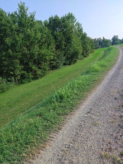 A dirt path curves to the right through a grassy embankment, bordered by trees on the left. The path is composed of gravel and shows tire tracks. The embankment is covered in green grass and some taller green plants. The sky above is clear and light blue. This scene is located along the Reno River, near Castelfranco Emilia, Italy.