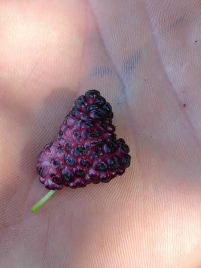 A close-up shot shows a single, dark purple mulberry fruit with a light green stem resting on the palm of a person's hand. The skin of the palm is light-toned, with visible lines and textures. The mulberry is heart-shaped, with each individual drupelet clearly defined and some appearing slightly lighter than others, suggesting ripeness. The fruit is centered in the frame, with the palm filling the rest of the image. The lighting suggests an outdoor setting. There are no other people, animals, or objects visible. The image was taken in Psilske, Ukraine.