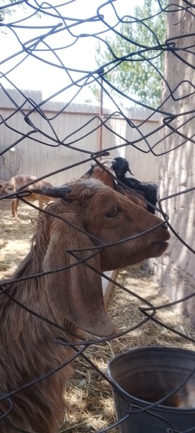 In Kaduchi, Tajikistan, a brown goat is the central focus of this outdoor scene, viewed through a wire fence. The goat's head, turned to the right, is detailed with its ear and eye visible. Behind it, other goats, including a black one, are also present within an enclosure that has a light-colored wall and a dirt floor covered in hay. A bucket is also visible in the foreground.