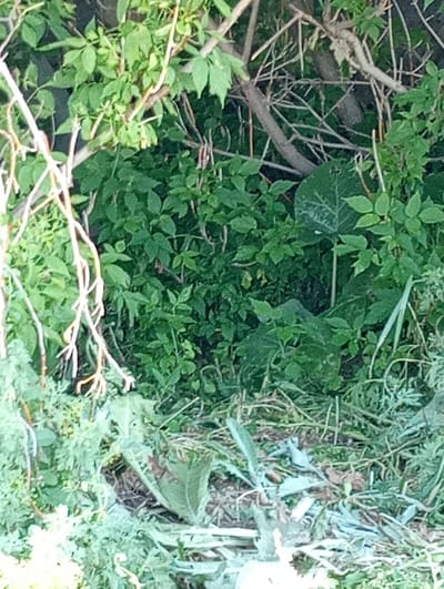 The image shows a dense patch of green foliage and branches. The foreground is dominated by various plants with detailed leaf structures and some dry, brown debris scattered on the ground. In the middle ground, more lush green leaves and branches are visible, creating a sense of depth and thickness. The background is a darker, more obscured area of vegetation and tree trunks. There is no visible indication of the city of Октябрьское, Kazakhstan, nor any people, subjects, objects, or actions. The scene appears to be an outdoor natural environment, possibly a garden or a wooded area.