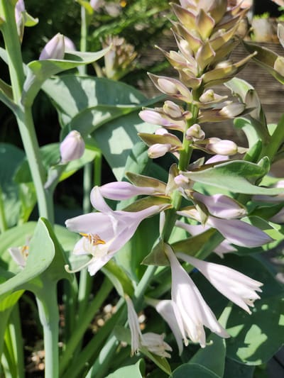 The image displays a close-up view of flowering hosta plants. The flowers are bell-shaped and light purple in color, with some buds still closed. The leaves are large, green, and heart-shaped. The plants are growing in what appears to be a garden setting, with a wooden fence visible in the background. The lighting suggests it is daytime, with sunlight casting shadows. There is no indication of people or any specific location in Idar-Oberstein, Germany.