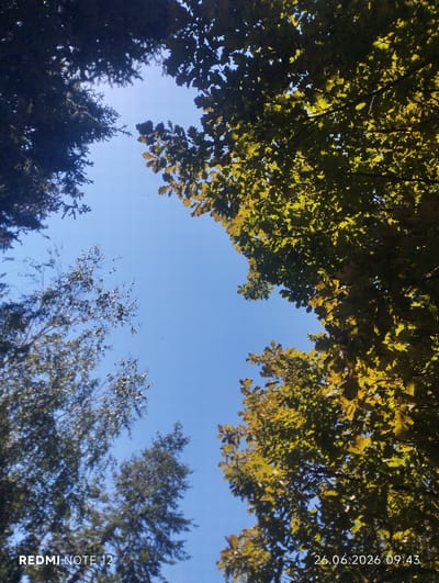 This media file is a vertical, eye-level shot looking up through trees at a clear blue sky. The scene is dominated by the foliage of several trees, with their branches and leaves creating a canopy that partially obscures the sky. The leaves on the right appear to be a mix of green and yellow, suggesting it might be late summer or early autumn. On the left, darker green, needle-like leaves are visible, indicating coniferous trees. The overall impression is one of a natural, outdoor setting, likely a park or forest.
The image captures the dappled sunlight filtering through the leaves. There are no people or discernible objects other than the trees and the sky. The activity taking place, if any, is implied to be simply observing the sky from beneath the trees.
Notable details include the clear, bright blue sky, which suggests fair weather and a sunny day. The time of day appears to be morning, as indicated by the timestamp.
Visible text includes "REDMI NOTE 12" in the bottom left corner, identifying the device used to capture the image. In the bottom right corner, a timestamp reads "26.06.2026 09:43". The location context provided is Karakol City, Kyrgyzstan.