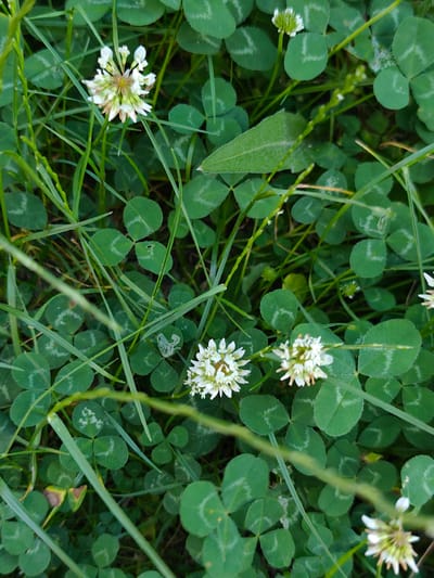 The image is a close-up, overhead view of a patch of green clover and grass. Several white clover flowers are visible, some in full bloom and others as buds. The leaves of the clover are distinct, with their characteristic three or four leaflets and lighter green markings. Blades of grass are interspersed throughout the scene, some appearing taller and more prominent than others. The lighting suggests an outdoor setting, likely during daylight. The image does not contain any people or specific urban features, so its location within the city of Bălți, Moldova, cannot be determined from the visual information alone.