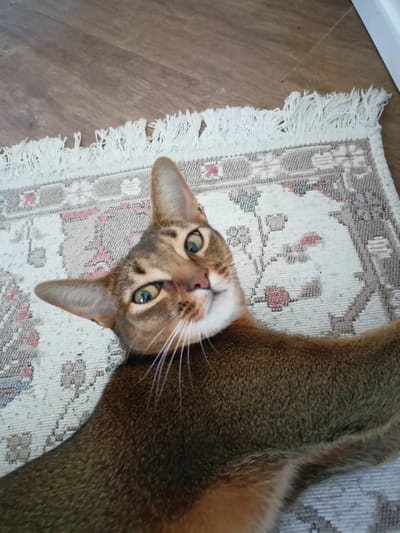 A cat with green eyes and brown fur is lying on a rug on a wooden floor. The cat's head is tilted to the side, and it appears to be looking at the camera. The rug has a pattern of geometric shapes in shades of white, gray, and pink. The wooden floor is visible in the upper left corner of the image. There is no information available to indicate the location of this image in Volgodonsk, Russia.