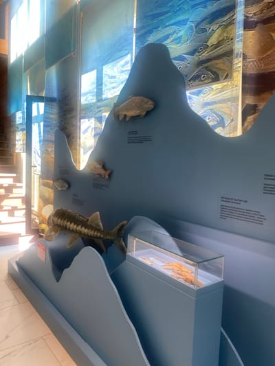 This is a medium-shot, eye-level, indoor photograph of a museum exhibit featuring preserved fish and educational displays. The exhibit is set against a backdrop of large, translucent panels with a blue and turquoise gradient, patterned with images of schooling fish. In the foreground, a light blue, undulating display structure mimics a natural landscape, possibly representing a river or seabed.
Several fish models are mounted on this structure. A large, dark grey sturgeon model is prominently positioned in the lower left, angled towards the right. Above and to the right of the sturgeon, a smaller, lighter brown fish model is visible. Further to the right and slightly higher, another small brown fish model is displayed.
A glass-encased display case sits on a light blue pedestal to the right of the main exhibit structure. Inside the case, what appear to be preserved crustacean specimens are visible. Red informational signs with white lettering are present on the blue display structure, and smaller printed text is affixed to the structure as well, likely providing exhibit information in Russian.
The environment appears to be a well-lit museum interior. Sunlight streams in from the left, casting bright highlights and shadows across the scene, particularly on the backdrop panels and the floor, which is tiled with a light-colored marble pattern. A wooden staircase with visible treads and risers is present in the far left background, suggesting the exhibit is located within a larger building. The location is identified as Khтун-Казмаляр, Russia, suggesting this is a local museum or exhibit. There are no people visible in the photograph.