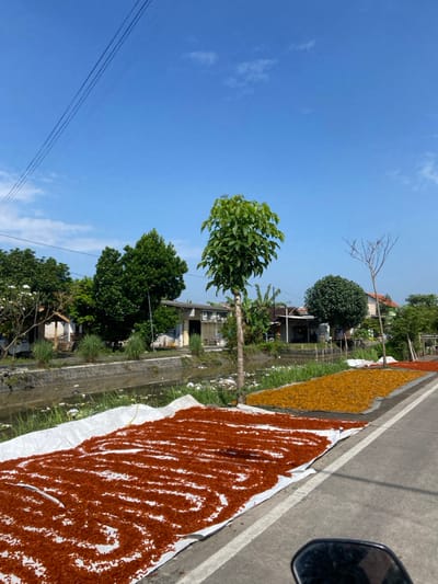 The image shows a street scene in Kecamatan Tulangan, Indonesia. The location is identified by coordinates -7.474 latitude and 112.621 longitude. The scene is dominated by a large expanse of dried red chili peppers laid out on white sheets in parallel lines, creating a striking contrast against the paved road. The chili peppers are spread out on the edge of the road, beside a small drainage canal, and are likely being sun-dried for preservation. In the background, a cluster of buildings are visible, including residential structures, one with a corrugated metal roof, and a small, open-air shop with its awning raised. There are lush, green trees lining the street, including a large tree with a broad canopy in the center of the scene. The sky is a clear, bright blue with a few small white clouds. The scene appears to be taken from the vantage point of someone standing on the road, looking toward the canal.