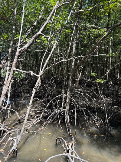 A dense mangrove forest merges with a muddy waterway. Intertwined roots and branches, some bare and gray, others adorned with green leaves, dominate the scene. Reflected sunlight glints off the water, where fallen leaves scatter the surface. The landscape appears wild and untouched, with the intricate root systems suggesting resilience.