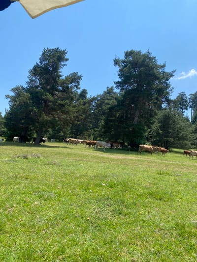 A herd of cattle graze in a grassy field bordered by a dense forest of pine trees under a clear blue sky. A white canopy edge is visible in the top left corner, suggesting the photo was taken from a shaded area. The cattle are of various colors including white, black, brown, and spotted. They are spread across the field, some closer to the trees and others in the open meadow. The environment is natural and rural, with no visible human activity apart from the implied photographer. The scene appears to be located in or near Batak, Bulgaria, a region known for its natural beauty and livestock farming.