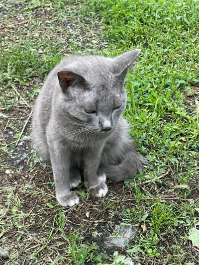 A gray cat with white paws is sitting on the ground in a yard. The cat is facing to the right and looking down. The ground is covered with grass, dirt, and some scattered leaves. The location is the city of Verkhneye Kazachye, Russia.