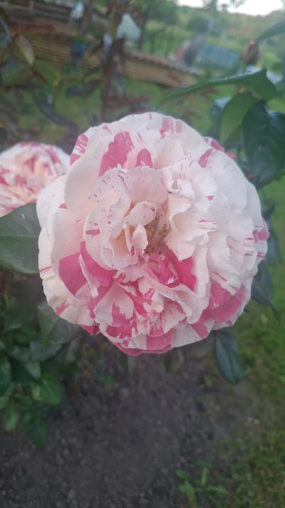 A close-up, slightly upward-angled shot focuses on a multi-petaled rose in bloom. The rose exhibits a striking bicolor pattern of white petals streaked with vibrant pink, creating a marbled or splashed effect. The center of the rose reveals delicate, lighter-colored petals and a hint of the stamen. The rose is surrounded by dark green leaves and foliage. In the blurred background, hints of a wooden structure, possibly a fence or shed, can be seen, along with a patch of green grass and darker soil. The overall impression is of a rose in a garden setting, likely within the area of Дзямідавіцкі сельскі Савет, Belarus.