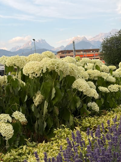 This is a medium shot, taken from a slightly low angle, of a garden in Monthey, Switzerland, featuring a dense arrangement of white hydrangeas in the foreground and midground. The hydrangeas have large, spherical clusters of small white flowers, with broad green leaves visible beneath them. To the right of the hydrangeas, and slightly lower, are rows of purple lavender plants. Behind the hydrangeas, in the background, is a multi-story building with a light brown facade and bright orange awnings. Further behind the building, a row of mountains with jagged peaks, some snow-capped, stretches across the horizon under a pale blue sky with scattered white clouds. Two streetlights are visible above the hydrangeas, in front of the building. The overall scene depicts a well-maintained garden area with a backdrop of urban architecture and natural mountain scenery.