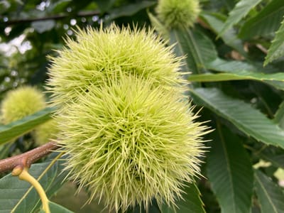 The image captures a close-up view of two spiky, light green chestnut burrs on a tree branch. The burrs are the main subjects, with one prominently in the foreground and another slightly behind and to the left. Numerous thin, sharp spines cover the surface of the burrs, giving them a bristly appearance. The branch itself is brown and textured, with a yellow stem-like structure emerging from it. In the background, out-of-focus green leaves and branches create a natural, arboreal setting. The lighting suggests an outdoor environment, likely during daytime, with soft shadows indicating diffused light. The overall impression is a detailed and naturalistic depiction of unripe chestnuts on a tree. The location specified as Camargo, Spain, indicates this scene is situated in a Spanish municipality.