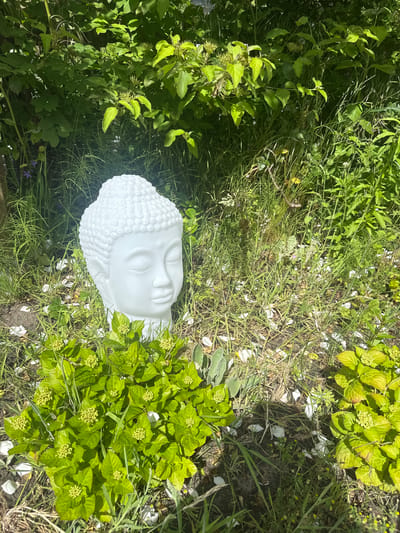 This image captures a serene outdoor scene, dominated by a white Buddha head statue nestled amidst lush green vegetation. The Buddha head is centrally placed, slightly towards the right, with its eyes closed in a peaceful expression. Its surface is smooth and matte, contrasting with the textured, curly representation of its hair.
The statue is surrounded by a rich variety of green plants. On the left and top, dense foliage and tall grasses create a verdant backdrop. To the immediate right of the Buddha head, there's a plant with bright green, somewhat crinkled leaves and clusters of small, pale yellow flower buds, possibly a young hydrangea. The ground around the Buddha head is covered with grass and dark soil, upon which numerous small white petals are scattered, suggesting a recent bloom or shedding from a nearby plant. Small purple and yellow wildflowers can be seen among the grass in various parts of the frame.
The scene is illuminated by bright sunlight, casting natural shadows and highlighting the vibrant greens of the foliage. The overall atmosphere conveyed is one of tranquility and natural integration. No specific activity is taking place, and there is no visible text. The location context for this media is Noordwijk, Netherlands.