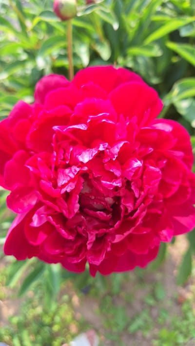 A close-up, vertical shot captures a vibrant red peony in full bloom. The flower dominates the frame with its layered, ruffled petals, some of which are catching the light, creating bright highlights. In the blurred background, lush green foliage and a hint of a peachy-pink bud on a stem are visible. The ground beneath the plant is also out of focus, showing patches of green and brown. The image appears to be taken outdoors, likely in a garden setting within Nogliki, Russia, given the context provided. There are no people or discernible human activity in the image.