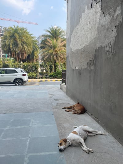 The image captures an outdoor scene, likely a semi-covered or shaded area next to a building, bathed in bright daylight. The main subjects are two dogs resting on a concrete ground.
In the foreground and mid-ground, a light brown and white dog lies on its back, stretching its legs splayed out. It appears to be sleeping or very relaxed, with its head resting on the concrete surface, wearing a light-colored collar. To its left, closer to a concrete wall, a solid brown dog is curled up, also lying down with its back to the viewer, appearing to rest in the shade.
The ground consists of rough grey concrete in some areas and neatly laid grey rectangular tiles in others. A concrete wall runs along the right side of the frame, showing some wear and exposed aggregate. Above the dogs, a large, unfinished or damaged concrete ceiling or overhang is visible, with patches of lighter material and rough texture.
Beyond the shaded area, a white SUV is parked near a black and yellow striped curb. Further in the background, numerous lush green palm trees and other foliage line what appears to be a road or open space. Above the trees, a clear blue sky is visible with a few scattered clouds. A prominent orange construction crane stands tall in the distance, indicating ongoing building activity. The overall impression is one of a warm, sunny day in an urban or suburban environment with both developed and under-construction elements. No distinct text is visible in the image.