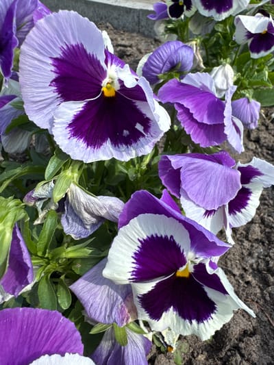 The image displays a close-up view of several purple and white pansies in bloom. The flowers exhibit a vibrant purple center that fades into lighter purple and then white at the petal edges. Some of the flowers are fully open, revealing their delicate structures, while others appear to be in various stages of opening or wilting. Green foliage is visible surrounding the flowers, and the ground beneath them appears to be dark soil. The lighting suggests it is daytime, with natural sunlight casting shadows and highlighting the textures of the petals. The scene is outdoors, likely in a garden or park setting within the city of Chudovo, Russia, given the provided context. There are no people or animals present in the image.