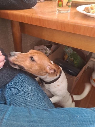 The scene is an indoor setting, located in Bolshaya Elhovka, Russia. The foreground shows the upper thighs and lap of an individual, clad in blue denim jeans. A hand, likely belonging to the individual, is partially visible on the upper left. A small, short-haired dog, primarily white with tan markings on its head and ears, and wearing a dark collar with a metal tag, is positioned on its hind legs. The dog leans against the person's left leg, its head turned to the left, and its tongue slightly extended towards the person's hand. A light brown wooden table occupies the mid-background. On the table, a clear glass with a multi-colored decorative design and a white plate containing food items are present. A dark, textured object is partially visible on the far left of the table surface. Beneath the table, on a light-colored floor, various objects are present: crumpled materials, a dark rectangular device, a small pot containing a green textured object, and a white ceramic decorative item with orange patterns.