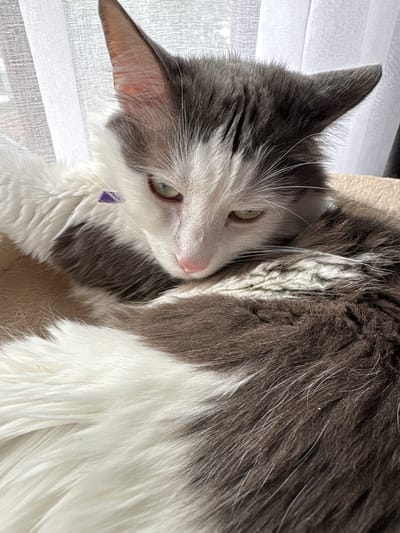 A medium shot of a long-haired, grey and white cat with green eyes rests curled up on a soft, tan surface. The cat's head is lowered, and its gaze is directed downward. A thin, purple ribbon is visible on the cat's fur near its neck. The background features sheer white curtains with visible folds, suggesting an indoor setting near a window. The lighting appears natural and soft, likely from the window. No people are present. The image does not contain any elements that would allow for the localization of the city of Vysokoye, Russia.
