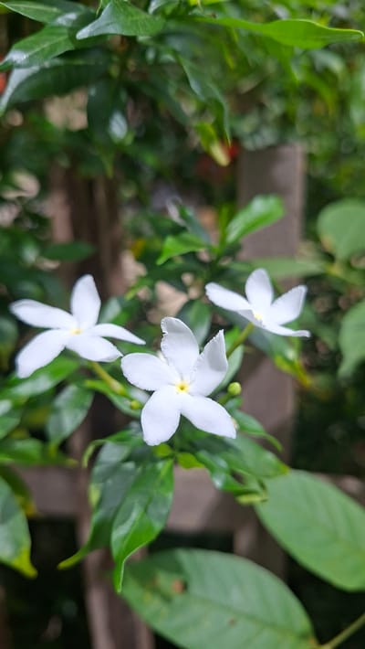 This is a close-up, eye-level, outdoor photograph of several white flowers with five petals each, clustered among green foliage. The flowers appear to be a type of jasmine, possibly Gardenia. The central focus is on three white flowers, two of which are more prominent and in sharp focus, while the third is slightly out of focus in the upper left corner. The petals are delicate and have a slightly crinkled texture. In the center of each flower, there is a yellow stigma. The leaves are lush green, glossy, and appear healthy. The background is softly blurred, suggesting a shallow depth of field, with hints of brown wooden structures and more green foliage. The lighting suggests it is daytime, with soft natural light illuminating the flowers. There are no people or text visible in the image. The setting appears to be a garden or natural environment, likely in a tropical or subtropical climate given the vibrant greenery. The overall mood is serene and naturalistic.