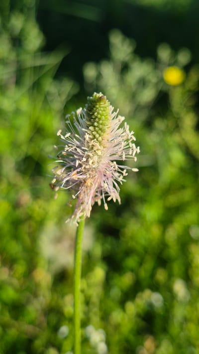 This is a close-up, outdoor photograph of a plantain flower, likely in Bulatovo, Russia. The flower is the primary subject, positioned in the right half of the frame and in sharp focus. It features a green, cone-shaped base covered in small, bumpy structures, from which numerous delicate, white and pale pink stamens extend outwards. Some of the stamens have tiny brown pollen grains visible at their tips. The flower is attached to a thick, green stem that runs horizontally across the lower right portion of the image.

The background is a blur of soft, out-of-focus greenery, indicating a natural, outdoor setting such as a field or garden. The bokeh effect creates a dreamy, impressionistic backdrop. A bright yellow, circular bokeh is visible in the upper left quadrant of the image, suggesting sunlight filtering through foliage or a distant yellow flower.

The lighting suggests it is daytime, possibly late afternoon or early morning given the soft light and the way it highlights the flower's delicate structures. There are no people or animals visible. The scene evokes a sense of natural beauty and tranquility. No text is visible in the image.