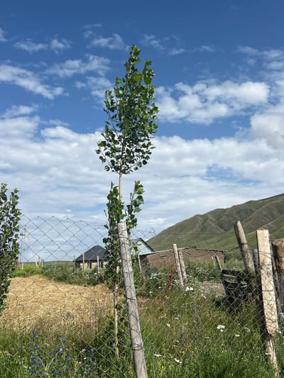 A tall, slender young tree with sparse green leaves stands in the foreground, centered, with a weathered wooden fence post to its right. The fence itself is made of chain-link and runs horizontally across the image. Beyond the fence, dry golden straw is visible, with patches of green grass and small wildflowers in bloom. In the mid-ground, a modest house with a dark, gabled roof and stone walls is situated, along with what appears to be a small shed or outbuilding. Further back, rolling green hills form the backdrop, under a bright blue sky dotted with fluffy white clouds. The overall impression is a rural landscape with a slightly unkempt feel. The location is identified as the city of Дедемель, Kyrgyzstan.