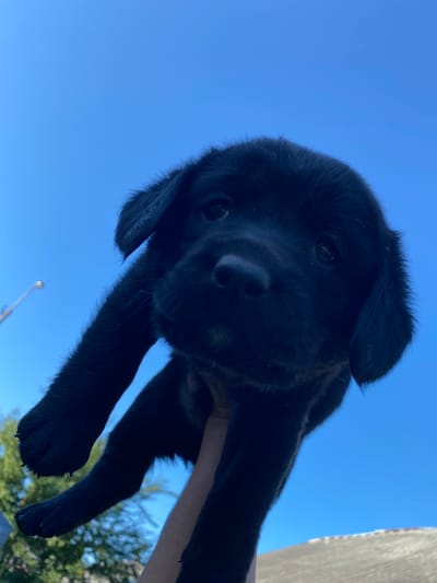 A low-angle, eye-level shot captures a black puppy held aloft against a bright, clear blue sky. The puppy's face, oriented towards the camera, is the central focus. Its dark fur blends with the shadow, but its large, dark eyes are visible, looking slightly down. One floppy ear is visible, also dark, with a few lighter hairs. The puppy's front legs are extended downwards and to the left, with its paws clearly in view. A human hand, partially visible, is holding the puppy from below. In the background, out of focus, a few green trees and a blurry, light-colored object are discernable on the left. The bottom right of the image shows a light-colored, sloped surface, possibly a roof or embankment, also out of focus. The scene suggests an outdoor setting, likely during daylight. The specific location in Liuboml, Ukraine, is not directly evident from the visual information provided in the image.