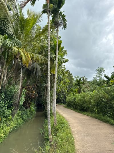 This image captures a serene, lush tropical landscape under an overcast sky, characteristic of Thihagoda, Sri Lanka. A narrow, concrete path extends along the right side of the frame, bordered by neatly trimmed green grass and dense vegetation. Parallel to the path, on its left, a calm, greenish-brown canal or small stream flows, its surface subtly reflecting the soft, diffused light from above.
The banks of the waterway are rich with diverse plant life, including various bushes, ferns, and smaller leafy plants that create a verdant boundary. Dominating the central and left portions of the scene are numerous tall palm trees, identifiable by their distinct ringed trunks and expansive fronds. These appear to be a mix of coconut and possibly areca palms, typical of the region. A dense canopy of other tropical trees and undergrowth fills the background, creating a rich tapestry of green.
The sky is completely overcast with soft, grey clouds, indicating a cloudy day, possibly just before or after rain, or simply a day without direct sunlight. The lighting is even and diffused, enhancing the greens of the foliage. There are no people, animals, or specific activities depicted, contributing to the tranquil and natural atmosphere of the scene. No discernible text is visible within the image. The overall impression is one of untouched natural beauty with subtle human intervention in the form of the path and canal.
