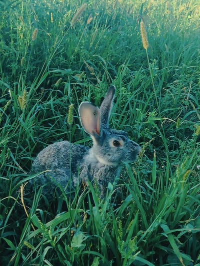 A rabbit is partially visible in tall green grass. The rabbit is facing to the right and is mostly gray with lighter fur around its eyes and on its ears. The grass is lush and appears to be growing in a field or natural area. The lighting suggests it is daytime, possibly late afternoon or early morning due to the soft, directional light. The overall scene is natural and serene, with the rabbit blending into its environment. There is no visible evidence to suggest this image was taken in the city of Көлкент, Kazakhstan.