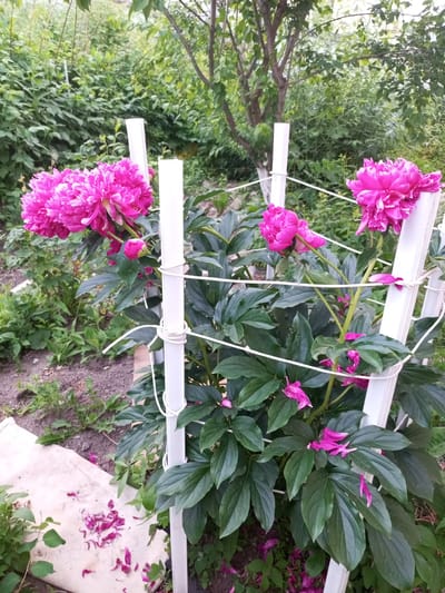 A cluster of vibrant pink peonies, some in full bloom and others as buds, are the central focus of this outdoor scene. The flowers are supported by a white trellis or stakes, with white twine wrapped around the supports. The peonies are surrounded by lush green foliage and are situated in a garden setting with visible soil and some fallen petals scattered on the ground. In the background, a dense green hedge and trees create a natural backdrop. The image appears to be taken on a bright, possibly overcast day, given the even lighting. The location is identified as Pivan, Russia. There are no people visible in the image.