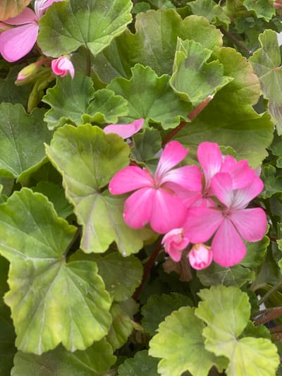 The image shows a close-up of pink geranium flowers and green leaves. The flowers are vibrant and show distinct petals, some with white centers. The leaves are large, lobed, and have serrated edges, displaying varying shades of green, with some areas appearing slightly yellowed or dusted. The background is filled with more foliage, creating a dense, naturalistic scene. The image does not provide any information about the location in the city of Кызыл-Тоо, Kyrgyzstan.