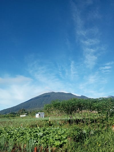 This image presents a rural agricultural landscape in Khouathineung, Laos, under a bright blue sky with scattered cirrus clouds. A large, dark green, tree-covered mountain dominates the background, with its peak partially obscured by a light haze or cloud layer. In the midground, a row of medium-height green trees with sparse foliage runs horizontally. Behind these trees, two small, utilitarian structures are visible: a white building with a dark roof on the left, and a smaller, corrugated metal shack with a pointed roof towards the center. The immediate foreground consists of cultivated agricultural fields containing distinct rows of various green crops, including broad-leafed plants resembling leafy vegetables and taller, thinner plants consistent with green onions. Orange marker stakes are visible within these rows. No individuals are present, and no specific actions or interactions are depicted.