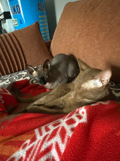 Two cats, one a Sphynx with grey skin and large ears, the other a ginger cat, are resting on a red blanket with a white pattern. The cats are lying on a couch with brown cushions. In the background, on the left side of the image, a blue object with white lettering that appears to be a can of "ALKO" is visible. The scene is indoors, likely in a domestic setting. There is no indication of the specific location within the city of Konstantinovo, Russia.