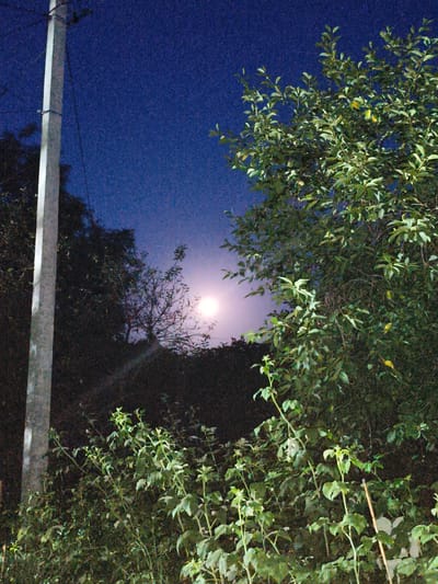 A nighttime photograph captures a surreal scene with a bright, luminous moon dominating the upper-center portion of the frame. The moon is shrouded by a misty glow, suggesting it's partially obscured by thin clouds or atmospheric haze. In the foreground and to the right, a dense thicket of leafy green bushes and trees obscures the ground, their foliage illuminated by an unseen light source. A tall, slender, light-colored utility pole stands prominently on the left side of the image, running vertically from the bottom edge towards the upper left corner. Silhouetted against the twilight sky are the dark, bare branches of a deciduous tree, positioned behind the moon, creating a stark contrast with its brightness. The background is a deep, dark blue, indicative of a clear night sky. The overall impression is one of a tranquil, natural setting at night, possibly in a rural or suburban area of Ocnița, Moldova, where vegetation is abundant and infrastructure like utility poles is present. No people are visible in the image.