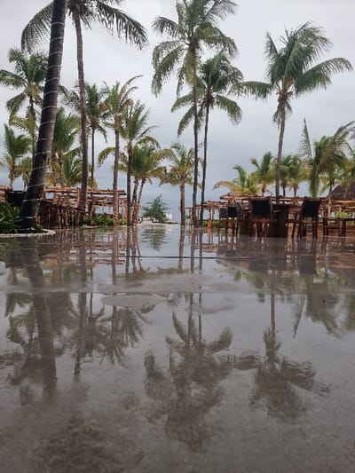 This image depicts an unoccupied outdoor dining area within a resort setting in Zanzibar, Tanzania, under an overcast sky. The foreground is dominated by a dark, wet, and highly reflective paved surface, which mirrors the surrounding palm trees and structures. Numerous tall palm trees with green fronds are distributed throughout the scene, with one prominent tree on the far left featuring white string lights wrapped around its trunk. On both the left and right sides of the midground, dark wooden dining tables and chairs are arranged beneath open-air wooden pergola structures. Beyond these structures, a dense cluster of palm trees extends towards the background, where a body of water and a faint white structure are discernible. No individuals, actions, or interactions are present within the scene.