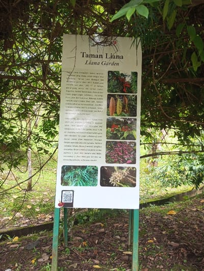 This image presents an outdoor scene centered on a vertical, white informational sign for the 'Taman Liana' (Liana Garden). The sign, supported by two green metal posts, displays text in Indonesian and English, stating the garden's location in Indonesia, specifically mentioning Java and Sumatra, established in 2017, and featuring 300 types of lianas across 1,200 square meters. Six color photographs of various liana plants, their leaves, and flowers are arranged on the right side of the sign, with a QR code in the bottom-left corner. Dense green foliage, including vines and branches, surrounds the sign, forming a natural canopy. The ground below is dark soil with scattered brown leaves. A low, dark concrete curb is partially visible to the right. No individuals or specific activities are present.
