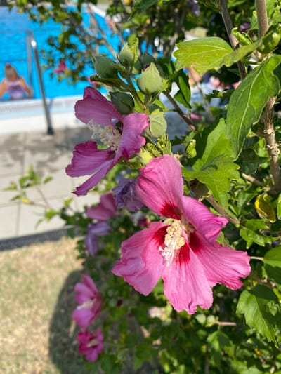 The image shows a close-up of pink hibiscus flowers in bloom, with green leaves and buds also visible on the plant. In the blurred background, a swimming pool with bright blue water is visible, and a person wearing a swimsuit is partially submerged in the pool. The scene appears to be outdoors, with sunlight casting shadows. The context of Deutschkreutz, Austria, is not explicitly evident from the visual elements alone but would be inferred from external information.