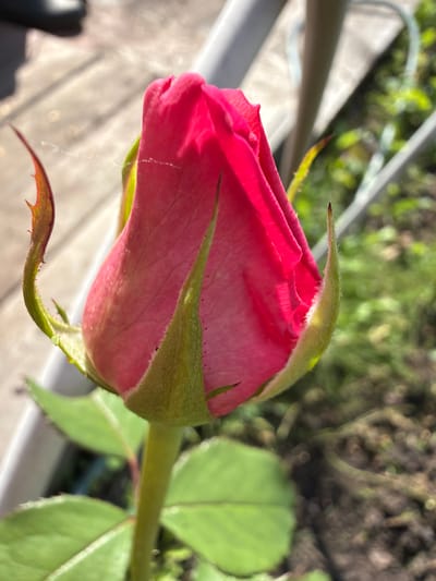 This is a close-up, eye-level, outdoor photograph of a single, vibrant pink rosebud. The rosebud is the central and dominant subject, angled slightly to the right, with its petals tightly furled. Delicate green sepals cradle the base of the bud, some showing fine, fuzzy hairs and small, reddish-brown thorns along their edges. A thin, almost translucent spiderweb spans a portion of the upper left side of the bud and the sepals. The stem, a light green, is visible extending downwards, with a few fuzzy leaves also present.
The background is softly blurred, suggesting a shallow depth of field. To the left, out of focus, is a wooden surface, possibly a deck or planks, with a dappled shadow falling across it. To the right, a garden bed is visible with green foliage and dark soil. The lighting indicates it is a sunny day, casting highlights on the rose petals and creating bright areas in the background.
The image was taken in the city of Altayskiye Zori, Russia. The context suggests a garden or outdoor setting within this location. No people are visible in the frame. The focus is entirely on the detail and texture of the rosebud and its immediate surroundings.