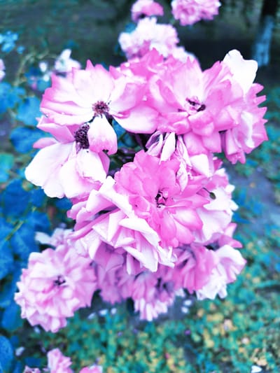 A cluster of pink roses with water droplets on their petals is in full bloom against a blurred backdrop of green foliage and a few bright blue leaves. The flowers are tightly packed, with multiple layers of petals unfurling to reveal dark centers. The lighting creates a slightly surreal effect, with the blue leaves standing out vibrantly. The scene appears to be an outdoor garden or park in Skadovsk, Ukraine, though no people or specific structures are visible.