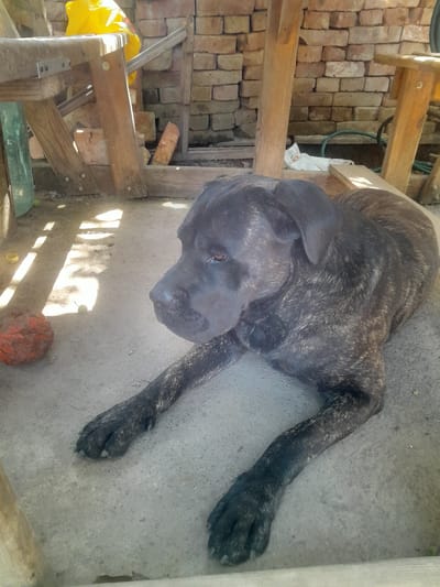 The image depicts a brindle-colored dog lying on a concrete surface outdoors, in what appears to be a backyard or open area with a brick wall in the background. The dog is black and brown with distinctive striping. It is resting its head on its paws and looking towards the left of the frame. Next to the dog, to its left, is a reddish-brown, textured ball or object. The environment is lit by sunlight, casting shadows across the concrete. In the background, there is a brick wall, wooden structures, and what appears to be a yellow bag and some gardening equipment. There is no indication of the specific location within Shchitky, Ukraine.